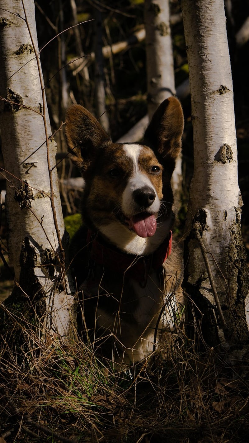 Woodland Charms
